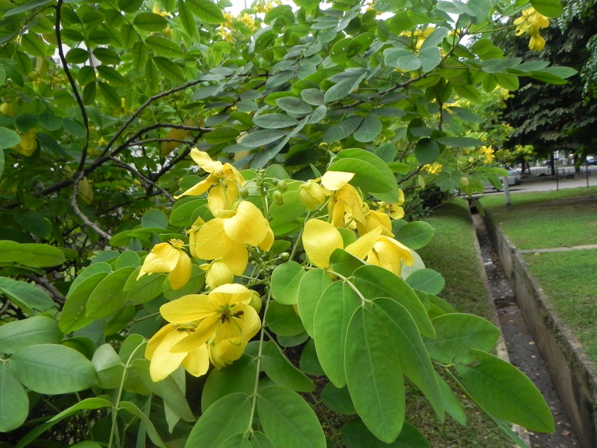 Senna surattensis (Burm.f.) H.S.Irwin & Barneby